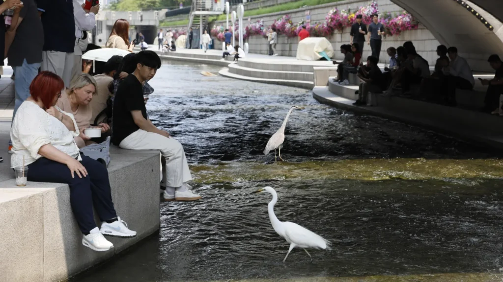 Two white egrets standing in Cheonggyecheon near people seated along the stone edge
